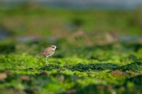 Kulik morsky - Charadrius alexandrinus - Kentish Plover o0747